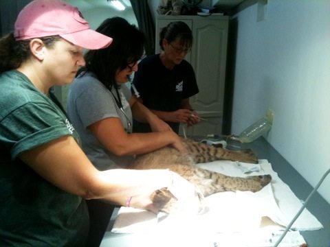 It will take a couple of days to get the lab results back  Today at Big Cat Rescue Sept 19 20110919 122115