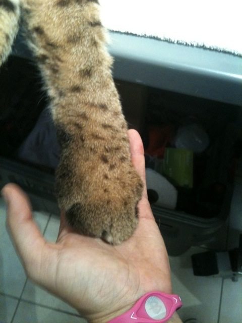 DesPurrado is a bobcat - lynx hybrid.  See how big his paws are?  Today at Big Cat Rescue Sept 19 20110919 122129