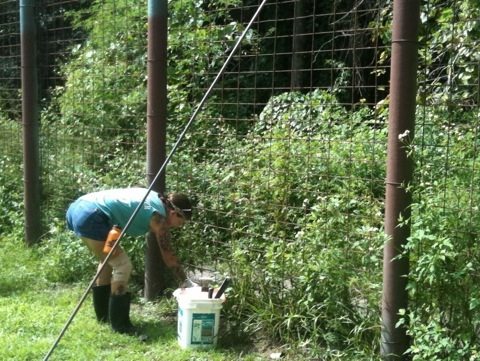 Volunteer Rosie cleaning 3 ac tiger enclosure for Simba and Nikita tigers