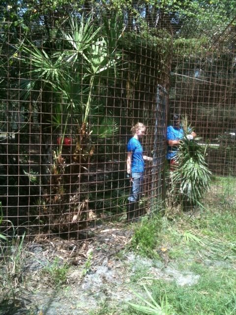 Interns June, Amanda and Marnell pull weeds while prepping tiger cages