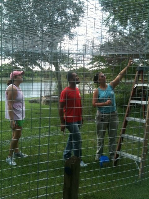 Jennifer, Darren and Amanda helped until 8 pm to get the tiger enclosure roofed