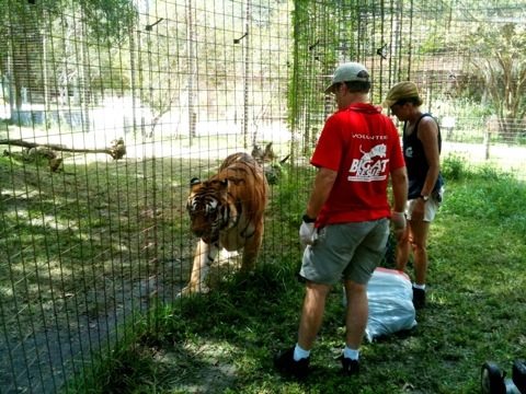 20110925-010539.jpg  Today at Big Cat Rescue Sept 25 20110925 010539