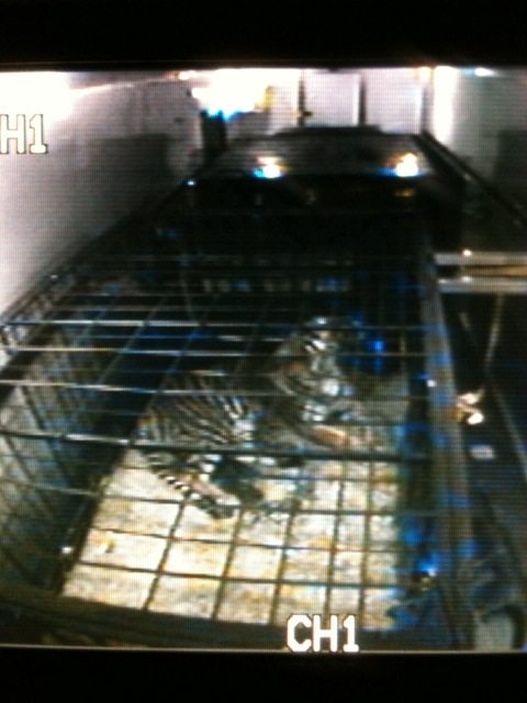 Gale, Jamie, Laura and JT watched over the tigers the entire trip by webcam  Today at Big Cat Rescue Sept 28 20110928 081926