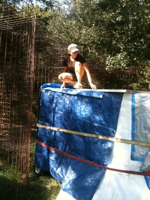 Jamie prepares to lift the gate and release Amanda the tiger  Today at Big Cat Rescue Sept 28 20110928 081945
