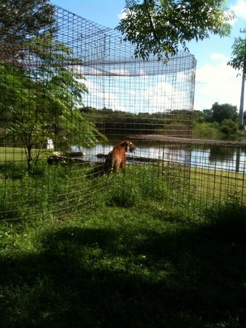 Amanda tiger checks out the pool, lake and then goes to find her fav den
