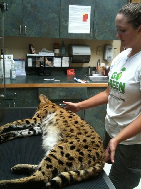 Right around 30 lbs, Bongo, a 20 year old serval is in good form