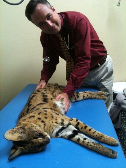 Dr Danielson with Bongo serval in X-ray 