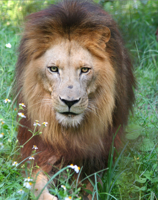 Cameron Lion in flower field at Big Cat Rescue by Jamie Veronica