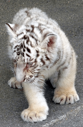 Sick White Tiger Cub 2011  Illegal wildlife trade is far more terrifying than just snakes on a plane SickWhiteTigerCub2011