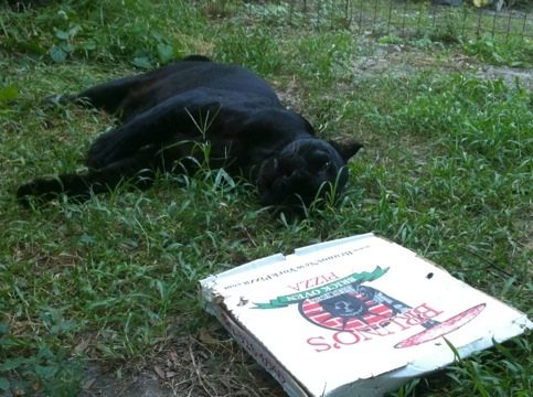 Jumanji the black leopard plays dead to sneak up on Bruno Pizza