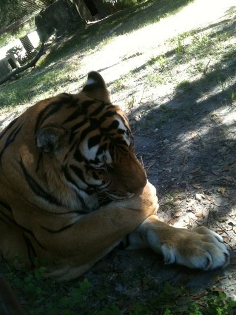 Shere Khan tiger sucking his thumb.  Breeders take cubs from their moms too soon.