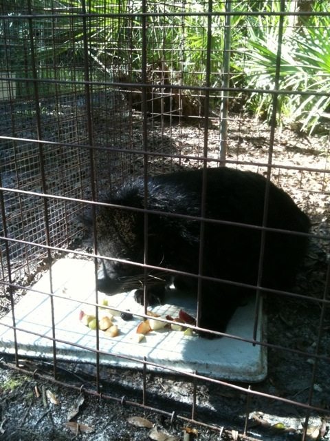 Banjo the bearcat enjoys a mid morning fruit tray