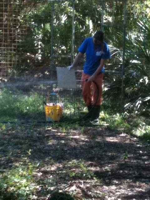 Big Cat Rescue Intern Marnell cleaning water bowls and lock outs