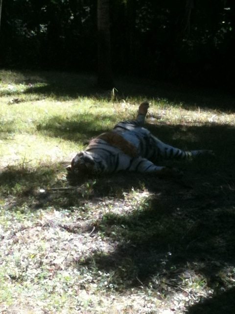 China Doll the tiger rolls in the freshly mowed lawn of her 1 ac