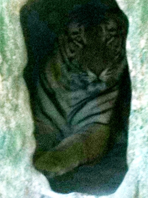 Arthur the 15 year old tiger from Wild Animal Orphanage in TX