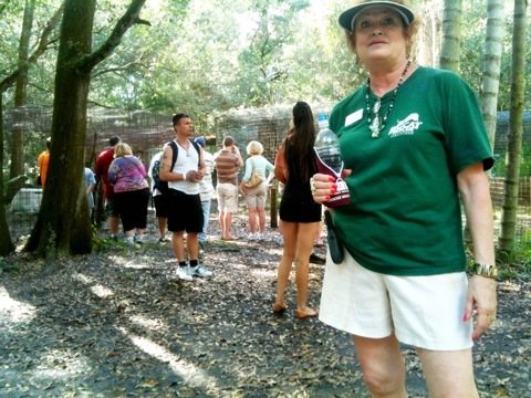 Sherry leads a tour to see Tonga the white serval