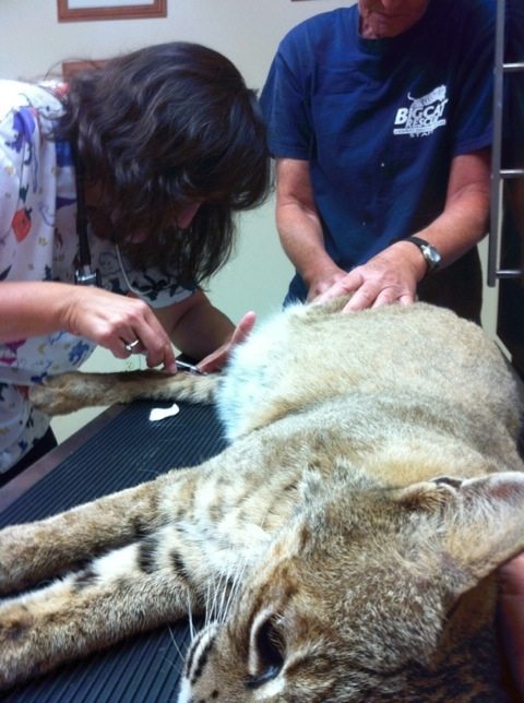 Dr Wynn and Ops Mgr Gale treat Angelica bobcat for impacted anal gland