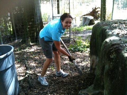 President of Big Cat Rescue adds mulch to the dens for bobcats