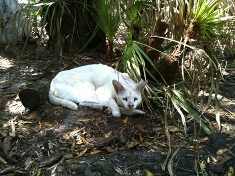 White serval watching the bobcats get all the fun new stuff and lawn care