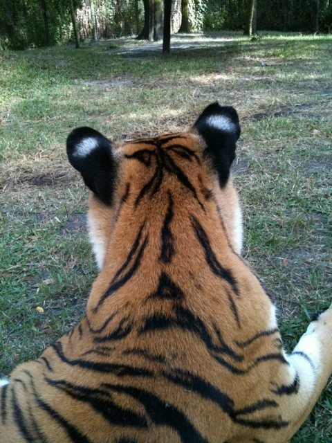 Do you know what these white spots are called and what they are for?  Today at Big Cat Rescue Oct 7 20111008 111328