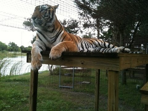 New tiger, Arthur, from TX up on one of his platforms  Today at Big Cat Rescue Oct 7 20111008 111335