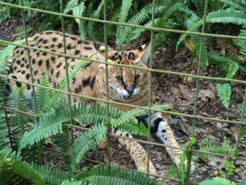 Ty serval comes over to see the tour guests who are all watching Cameron lion