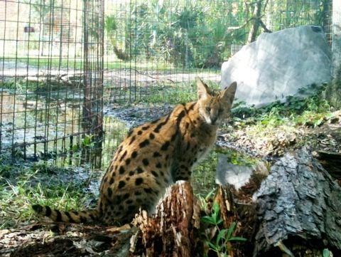 Purrsonality serval watches tour group and volunteer painting cage next door