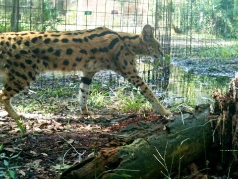 Servals look especially tall when you see them in a walking streach
