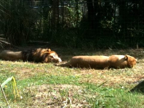 Joseph and Sasha the lions on a lazy afternoon at the sanctuary