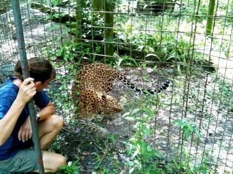 Gale talks to Sundari leopard after weeding her cat-a-tat