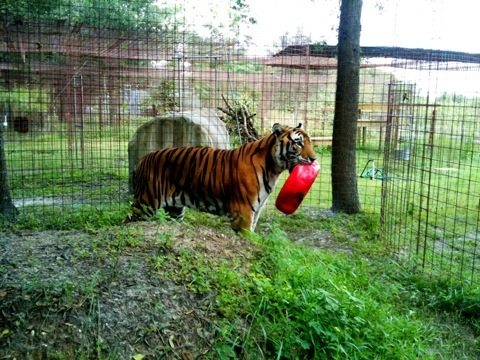Arthur tiger really likes his new toy.  We will have to monitor for safety.