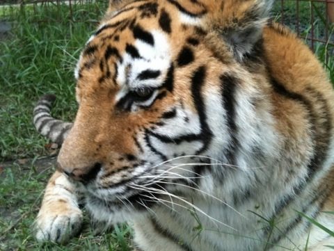 Modnic tiger is looking good after her surgery and likes new tiger Arthur next door