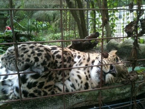 Cheetaro leopard doing his best im-purr-sonation of cuteness