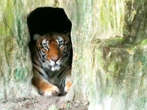 New Texas tiger peers out from his den