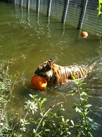 3 pumpkins, 2 tigers, a dozen volunteers and lots of laughs