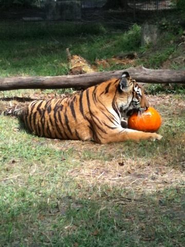 Tiger takes a minute to savor her reward for pumpkin bobbing
