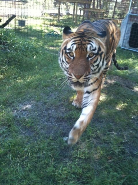 Arthur the tiger comes over to greet the camera woman  Today at Big Cat Rescue Oct 14 20111014 184755