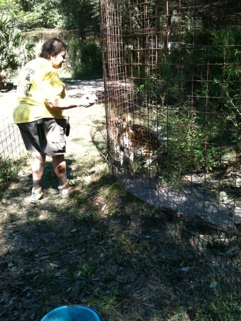 Susan Reed offeres some enrichment to a serval