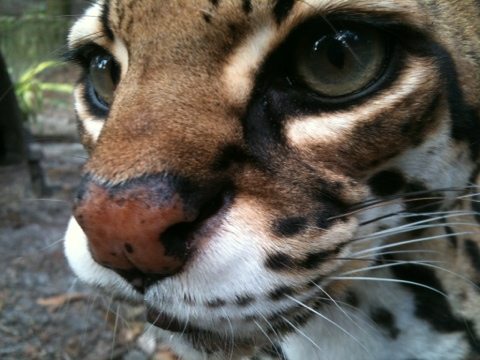 Nosey Nirvana the ocelot at Big Cat Rescue  Today at Big Cat Rescue Oct 16 20111016 105550
