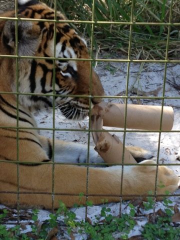 Bengali demonstrates, "what a kid'll do to get to the middle of a..."  Today at Big Cat Rescue Oct 16 20111016 161942