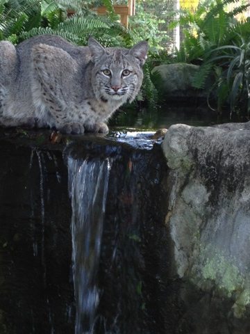 Honey uses new iPhone 4S to snap gorgeous shot of Max the bobcat  Today at Big Cat Rescue Oct 16 20111016 161949