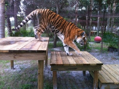 New TX Tiger checks out his platforms overlooking the lake