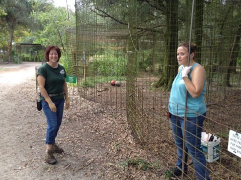 Green Shirt Keepers discuss their day's work cleaning big cats