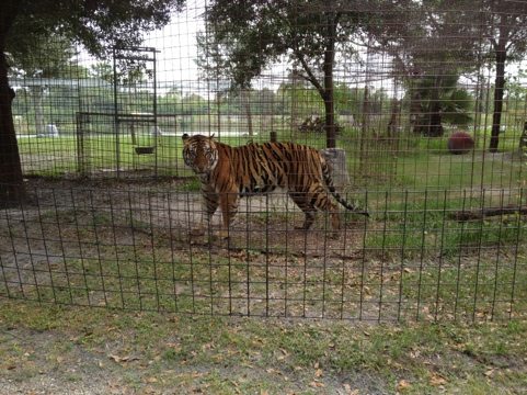 Rare glimpse of Andre the new TX tiger rescue