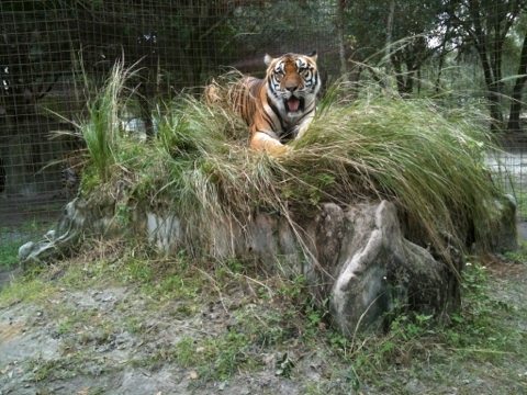 Tigers love the grassy knolls over their dens as a vantage point