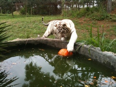 Zabu the white tiger takes Cameron's pumpkin and puts in the water