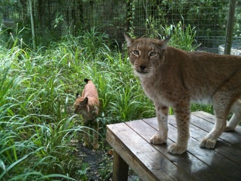 Apollo and Zeus the Siberian Lynx find themselves in high grasses