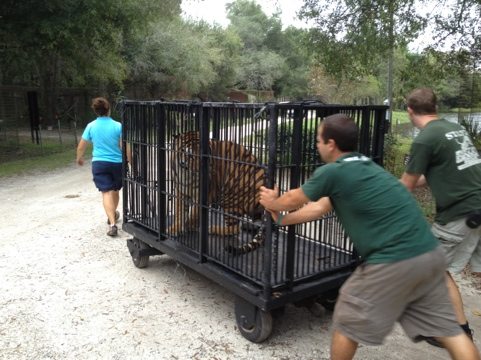 Jarred, Chris and Jamie haul Cookie the tiger to Cat Hospital