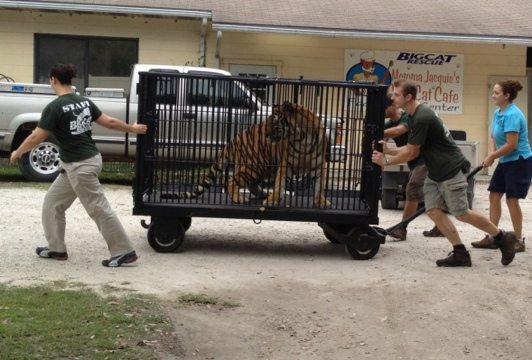 Jennifer helps steer Cookie the tiger past food prep to Cat Hospital