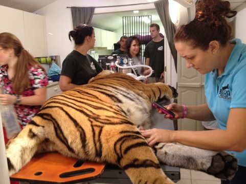 Photos are taken of the mass on Cookie the tiger's leg